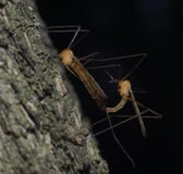 Ζευγάρωμα Tipulidae μυγών γερανών στοκ φωτογραφίες Ζευγάρωμα Tipulidae μυγών γερανών στοκ φωτογραφίες