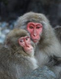 Ζεύγος των ιαπωνικών πιθήκων Macaca Fuscata χιονιού στοκ εικόνες με δικαίωμα ελεύθερης χρήσης Ζεύγος των ιαπωνικών πιθήκων Macaca Fuscata χιονιού στοκ εικόνες με δικαίωμα ελεύθερης χρήσης