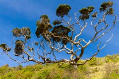 Ζημία Possum σε ένα δέντρο Ένα Pohutukawa στο Russell, Νέα Ζηλανδία στοκ εικόνα Ζημία Possum σε ένα δέντρο Ένα Pohutukawa στο Russell, Νέα Ζηλανδία στοκ εικόνα