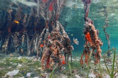Ζωή θάλασσας στις ρίζες δέντρων μαγγροβίων κάτω από το νερό Στοκ Φωτογραφία Ζωή θάλασσας στις ρίζες δέντρων μαγγροβίων κάτω από το νερό Στοκ Φωτογραφία