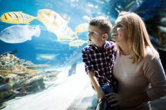 Ζωή θάλασσας προσοχής μητέρων και γιων στο oceanarium στοκ εικόνες Ζωή θάλασσας προσοχής μητέρων και γιων στο oceanarium στοκ εικόνες