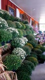 Ζωηρόχρωμα λουλούδια σε ένα μπροστινό μέρος αγροικιών στοκ φωτογραφία με δικαίωμα ελεύθερης χρήσης Ζωηρόχρωμα λουλούδια σε ένα μπροστινό μέρος αγροικιών στοκ φωτογραφία με δικαίωμα ελεύθερης χρήσης