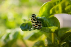 Ζωηρόχρωμη λεπτομέρεια Swallowtail στοκ εικόνα Ζωηρόχρωμη λεπτομέρεια Swallowtail στοκ εικόνα