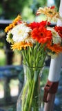 ζωηρόχρωμο vase μαργαριτών στοκ φωτογραφία με δικαίωμα ελεύθερης χρήσης ζωηρόχρωμο vase μαργαριτών στοκ φωτογραφία με δικαίωμα ελεύθερης χρήσης
