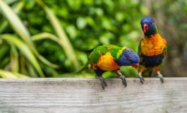 Ζωηρόχρωμο ουράνιο τόξο Lorikeets παπαγάλων στο ζωολογικό κήπο στοκ εικόνες Ζωηρόχρωμο ουράνιο τόξο Lorikeets παπαγάλων στο ζωολογικό κήπο στοκ εικόνες