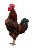 Ζωηρόχρωμος κόκκορας που απομονώνεται στο άσπρο υπόβαθρο στοκ εικόνες με δικαίωμα ελεύθερης χρήσης Ζωηρόχρωμος κόκκορας που απομονώνεται στο άσπρο υπόβαθρο στοκ εικόνες με δικαίωμα ελεύθερης χρήσης