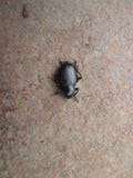 Ζωύφιο των fireflies, μαύρο Εμφανίζεται στις άγρια περιοχές στοκ εικόνες Ζωύφιο των fireflies, μαύρο Εμφανίζεται στις άγρια περιοχές στοκ εικόνες