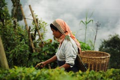 η darjeeling Ινδία βγάζει φύλλα τη γ&up στοκ φωτογραφία με δικαίωμα ελεύθερης χρήσης η darjeeling Ινδία βγάζει φύλλα τη γ&up στοκ φωτογραφία με δικαίωμα ελεύθερης χρήσης