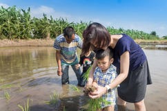 Η Farmer εκπαιδεύει το σπουδαστή παιδικών σταθμών για να φυτεψει το ρύζι στον τομέα ορυζώνα στοκ εικόνα Η Farmer εκπαιδεύει το σπουδαστή παιδικών σταθμών για να φυτεψει το ρύζι στον τομέα ορυζώνα στοκ εικόνα