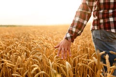 Η Farmer σχετικά με τη συγκομιδή του με παραδίδει έναν χρυσό τομέα σίτου Συγκομίζοντας, έννοια οργανικής καλλιέργειας στοκ φωτογραφίες με δικαίωμα ελεύθερης χρήσης Η Farmer σχετικά με τη συγκομιδή του με παραδίδει έναν χρυσό τομέα σίτου Συγκομίζοντας, έννοια οργανικής καλλιέργειας στοκ φωτογραφίες με δικαίωμα ελεύθερης χρήσης