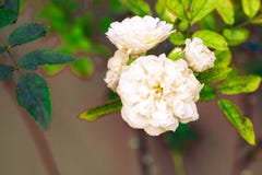 Η Jasmine απομονώνει την άνοιξη το καλοκαίρι μετά από να βρέξει το πρωί, τ στοκ εικόνα Η Jasmine απομονώνει την άνοιξη το καλοκαίρι μετά από να βρέξει το πρωί, τ στοκ εικόνα