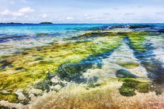 Η Maldivian ακτή με το διαφανές νερό χτυπά την κοραλλιογενή ύφαλο Στοκ φωτογραφία με δικαίωμα ελεύθερης χρήσης Η Maldivian ακτή με το διαφανές νερό χτυπά την κοραλλιογενή ύφαλο Στοκ φωτογραφία με δικαίωμα ελεύθερης χρήσης