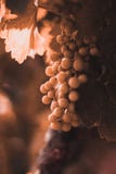 Η άμπελος του Λα Rioja στοκ εικόνα Η άμπελος του Λα Rioja στοκ εικόνα