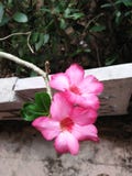 Η έρημος Obesum Adenium αυξήθηκε/υπερηφάνεια της Ιαπωνίας στοκ φωτογραφίες Η έρημος Obesum Adenium αυξήθηκε/υπερηφάνεια της Ιαπωνίας στοκ φωτογραφίες