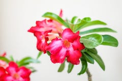 Η έρημος αυξήθηκε κρίνος Impala, πλαστό αζαλέα ή Adenium που απομονώθηκαν στο wh στοκ εικόνες Η έρημος αυξήθηκε κρίνος Impala, πλαστό αζαλέα ή Adenium που απομονώθηκαν στο wh στοκ εικόνες