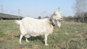 Η αίγα τρώει τη χλόη Η αίγα τρώει τη χλόη