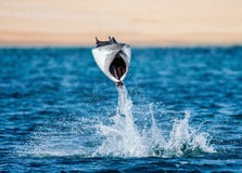 Η ακτίνα Mobula πηδά στο υπόβαθρο της παραλίας Cabo SAN Lucas Μεξικό Θάλασσα του Cortez στοκ φωτογραφίες με δικαίωμα ελεύθερης χρήσης Η ακτίνα Mobula πηδά στο υπόβαθρο της παραλίας Cabo SAN Lucas Μεξικό Θάλασσα του Cortez στοκ φωτογραφίες με δικαίωμα ελεύθερης χρήσης