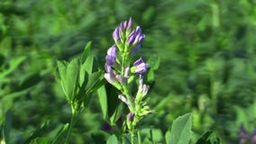 Η αλφάλφα Medicago sativa τίθεται με τα ιώδη λουλούδια, που χρησιμοποιούνται στη γεωργία δεδομένου ότι μια τροφή, αυτό περιέχει π φιλμ μικρού μήκους Η αλφάλφα Medicago sativa τίθεται με τα ιώδη λουλούδια, που χρησιμοποιούνται στη γεωργία δεδομένου ότι μια τροφή, αυτό περιέχει π φιλμ μικρού μήκους