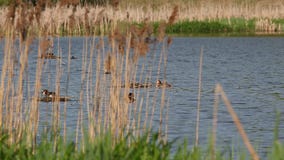 Η αποικία του μεγάλου λοφιοφόρου grebe πουλιών (cristatus Podiceps) μεταξύ των καλάμων απόθεμα βίντεο Η αποικία του μεγάλου λοφιοφόρου grebe πουλιών (cristatus Podiceps) μεταξύ των καλάμων απόθεμα βίντεο