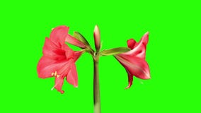 Η αύξηση του κόκκινου λουλουδιού hippeastrum βλαστάνει την πράσινη οθόνη, ΠΛΗΡΕΣ HD. (Hippeastrum ριγωτό) Η αύξηση του κόκκινου λουλουδιού hippeastrum βλαστάνει την πράσινη οθόνη, ΠΛΗΡΕΣ HD. (Hippeastrum ριγωτό)
