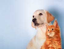 Η γάτα και το σκυλί μαζί, γατάκι του Maine coon, χρυσό retriever εξετάζουν το αριστερό στοκ εικόνα με δικαίωμα ελεύθερης χρήσης Η γάτα και το σκυλί μαζί, γατάκι του Maine coon, χρυσό retriever εξετάζουν το αριστερό στοκ εικόνα με δικαίωμα ελεύθερης χρήσης