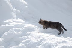 Η γάτα προετοιμάζεται να πηδήσει πέρα από snowdrift στοκ φωτογραφία Η γάτα προετοιμάζεται να πηδήσει πέρα από snowdrift στοκ φωτογραφία