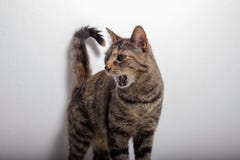 Η γκρίζα τιγρέ γάτα σχίζει ανοικτός το στόμα της στοκ φωτογραφία με δικαίωμα ελεύθερης χρήσης Η γκρίζα τιγρέ γάτα σχίζει ανοικτός το στόμα της στοκ φωτογραφία με δικαίωμα ελεύθερης χρήσης