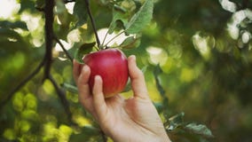 Η γυναίκα επιλέγει τη Apple Η γυναίκα επιλέγει τη Apple