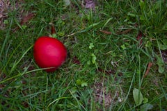 Η ενιαία κόκκινη Apple που βρίσκεται στην τραχιά χλόη το φθινόπωρο - εικόνα στοκ εικόνες με δικαίωμα ελεύθερης χρήσης Η ενιαία κόκκινη Apple που βρίσκεται στην τραχιά χλόη το φθινόπωρο - εικόνα στοκ εικόνες με δικαίωμα ελεύθερης χρήσης