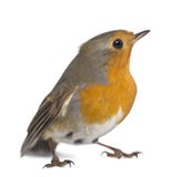 Η ευρωπαϊκά Robin - rubecula Erithacus στοκ φωτογραφία Η ευρωπαϊκά Robin - rubecula Erithacus στοκ φωτογραφία