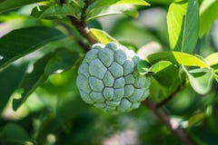Η ζάχαρη-Apple κάλεσε επίσης Sweetsop ή η κρέμα Apple αυξάνεται στον κλάδο δέντρων στοκ φωτογραφία με δικαίωμα ελεύθερης χρήσης Η ζάχαρη-Apple κάλεσε επίσης Sweetsop ή η κρέμα Apple αυξάνεται στον κλάδο δέντρων στοκ φωτογραφία με δικαίωμα ελεύθερης χρήσης
