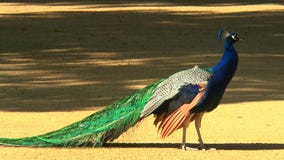 Η κινηματογράφηση σε πρώτο πλάνο ενός peacock που εξετάζει τη κάμερα, και βγαίνει έπειτα του πλαισίου απόθεμα βίντεο Η κινηματογράφηση σε πρώτο πλάνο ενός peacock που εξετάζει τη κάμερα, και βγαίνει έπειτα του πλαισίου απόθεμα βίντεο