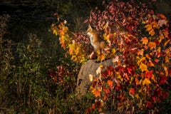 Η κόκκινη αλεπού Vulpes vulpes κάθεται στο βράχο Στοκ φωτογραφίες με δικαίωμα ελεύθερης χρήσης Η κόκκινη αλεπού Vulpes vulpes κάθεται στο βράχο Στοκ φωτογραφίες με δικαίωμα ελεύθερης χρήσης
