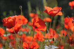 Η κόκκινη παπαρούνα εταλάντευσε ήπια στον αέρα στοκ εικόνες με δικαίωμα ελεύθερης χρήσης Η κόκκινη παπαρούνα εταλάντευσε ήπια στον αέρα στοκ εικόνες με δικαίωμα ελεύθερης χρήσης
