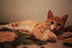 Η κόκκινη χνουδωτή γάτα βρίσκεται στο πίσω μέρος του καναπέ στοκ εικόνες Η κόκκινη χνουδωτή γάτα βρίσκεται στο πίσω μέρος του καναπέ στοκ εικόνες