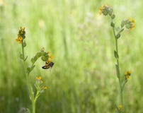 Μέλισσα Fiddleneck Wildflower στοκ εικόνες Μέλισσα Fiddleneck Wildflower στοκ εικόνες