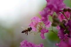 Η μέλισσα βρίσκει το γλυκό από Lagerstroemia στοκ φωτογραφία με δικαίωμα ελεύθερης χρήσης Η μέλισσα βρίσκει το γλυκό από Lagerstroemia στοκ φωτογραφία με δικαίωμα ελεύθερης χρήσης
