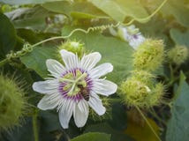 Η μέλισσα τρώει το νέκταρ από τη γύρη του Fetid passionflower, Scarletfruit passionflower ή βρωμαά passionflower στοκ φωτογραφία με δικαίωμα ελεύθερης χρήσης Η μέλισσα τρώει το νέκταρ από τη γύρη του Fetid passionflower, Scarletfruit passionflower ή βρωμαά passionflower στοκ φωτογραφία με δικαίωμα ελεύθερης χρήσης