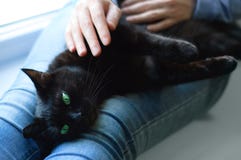 Η μαύρη γάτα βρίσκεται στο καυκάσιο κορίτσι χεριών E στοκ εικόνες με δικαίωμα ελεύθερης χρήσης Η μαύρη γάτα βρίσκεται στο καυκάσιο κορίτσι χεριών E στοκ εικόνες με δικαίωμα ελεύθερης χρήσης