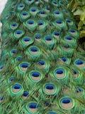 Η μεγάλη αρσενική ουρά peacock επενδύει με φτερά το πλήρες πλαίσιο στοκ φωτογραφίες Η μεγάλη αρσενική ουρά peacock επενδύει με φτερά το πλήρες πλαίσιο στοκ φωτογραφίες
