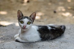 Η μυστήρια γάτα με να διαπερνήσει κοιτάζει και πράσινα μάτια στοκ φωτογραφία με δικαίωμα ελεύθερης χρήσης Η μυστήρια γάτα με να διαπερνήσει κοιτάζει και πράσινα μάτια στοκ φωτογραφία με δικαίωμα ελεύθερης χρήσης