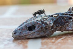 Η μύγα σπιτιών στο κεφάλι του gecko είναι νεκρό και ξηρό δέρμα στοκ φωτογραφίες με δικαίωμα ελεύθερης χρήσης Η μύγα σπιτιών στο κεφάλι του gecko είναι νεκρό και ξηρό δέρμα στοκ φωτογραφίες με δικαίωμα ελεύθερης χρήσης