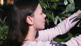 Η νέα γυναίκα brunette τρώει τα σμέουρα, λυσσασμένα αυτό από τους θάμνους στη χώρα απόθεμα βίντεο Η νέα γυναίκα brunette τρώει τα σμέουρα, λυσσασμένα αυτό από τους θάμνους στη χώρα απόθεμα βίντεο