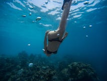 Η νέα γυναίκα Freediver κολυμπά υποβρύχιο με κολυμπά με αναπνευτήρα και βατραχοπέδιλα στοκ φωτογραφίες με δικαίωμα ελεύθερης χρήσης Η νέα γυναίκα Freediver κολυμπά υποβρύχιο με κολυμπά με αναπνευτήρα και βατραχοπέδιλα στοκ φωτογραφίες με δικαίωμα ελεύθερης χρήσης