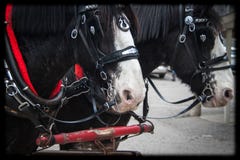 Η ομάδα των αλόγων Clydesdale σε ένα βαγόνι εμπορευμάτων στοκ φωτογραφία με δικαίωμα ελεύθερης χρήσης Η ομάδα των αλόγων Clydesdale σε ένα βαγόνι εμπορευμάτων στοκ φωτογραφία με δικαίωμα ελεύθερης χρήσης