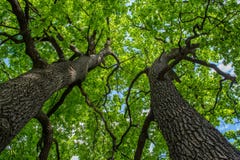 Η ομορφιά του δασικού enchants το καλοκαίρι στοκ φωτογραφία με δικαίωμα ελεύθερης χρήσης Η ομορφιά του δασικού enchants το καλοκαίρι στοκ φωτογραφία με δικαίωμα ελεύθερης χρήσης