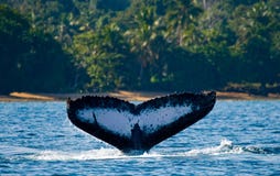 Η ουρά της φάλαινας humpback Μαδαγασκάρη Νησί του ST Mary ` s στοκ εικόνες με δικαίωμα ελεύθερης χρήσης Η ουρά της φάλαινας humpback Μαδαγασκάρη Νησί του ST Mary ` s στοκ εικόνες με δικαίωμα ελεύθερης χρήσης