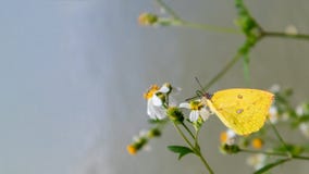 η πεταλούδα απορροφά το νέκταρ στοκ εικόνες με δικαίωμα ελεύθερης χρήσης η πεταλούδα απορροφά το νέκταρ στοκ εικόνες με δικαίωμα ελεύθερης χρήσης