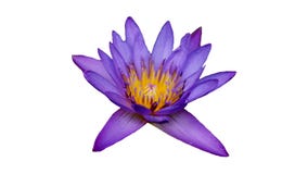 Η πορφύρα ανθίζει waterlily στοκ εικόνα Η πορφύρα ανθίζει waterlily στοκ εικόνα