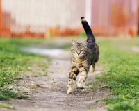 Η ριγωτή αστεία γάτα μειώνει γρήγορα την πορεία ένα πράσινο λιβάδι στο s στοκ εικόνες Η ριγωτή αστεία γάτα μειώνει γρήγορα την πορεία ένα πράσινο λιβάδι στο s στοκ εικόνες